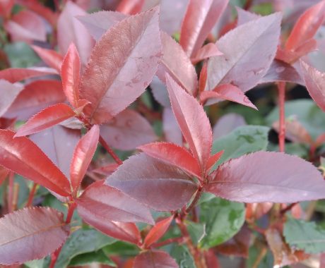 Photinia fraserii ‚Red Robin‘
