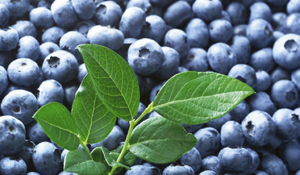 Vacc. corymbosum ‘Liberty’ⓢ