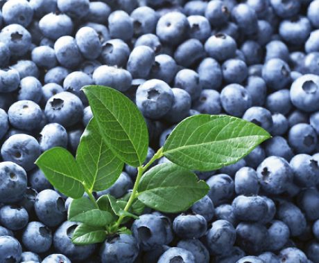 Vacc. corymbosum ‘Liberty’ⓢ