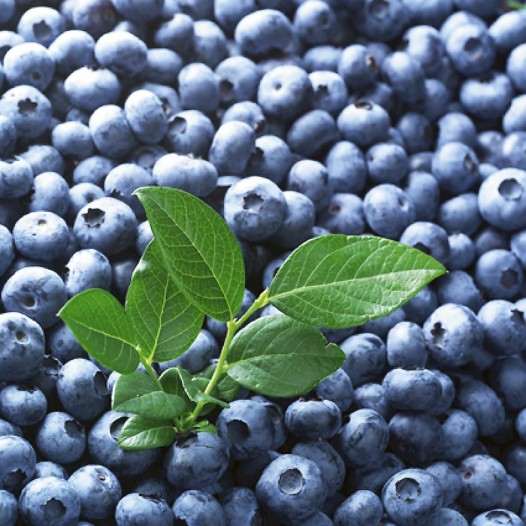 Vacc. corymbosum 'Liberty'ⓢ