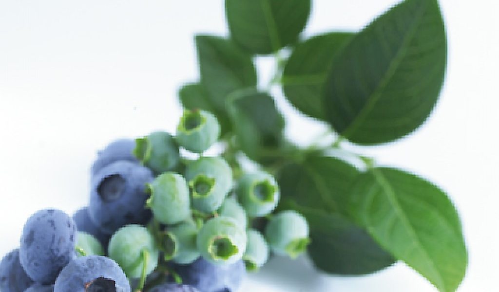 Vacc. corymbosum ‘Goldtraube’