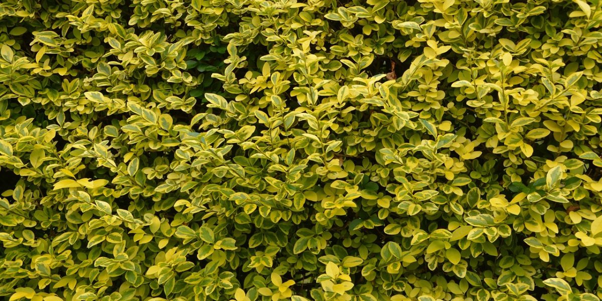 Ligustrum ovalifolium ‚Aureum‘