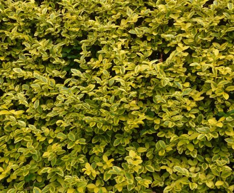 Ligustrum ovalifolium ‚Aureum‘