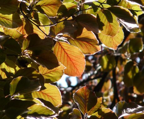 Fagus sylvatica Atropunicea – Blutbuche