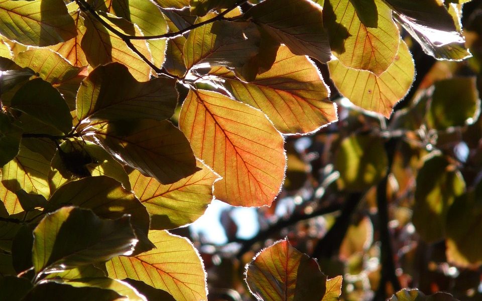 Fagus sylvatica Atropunicea – Blutbuche