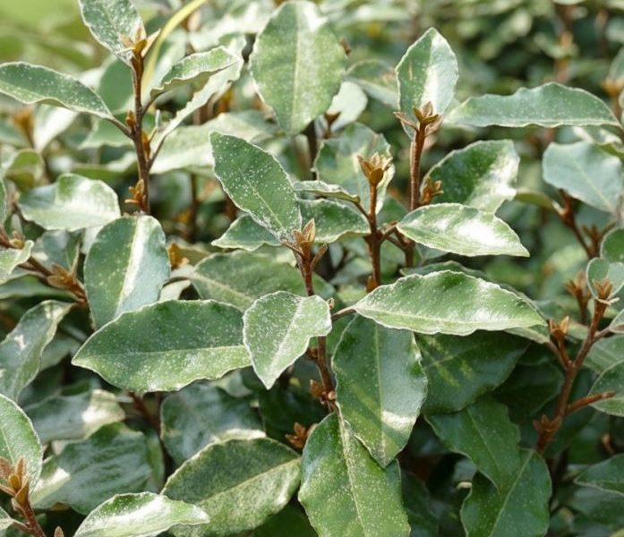 Elaeagnus x ebbingei