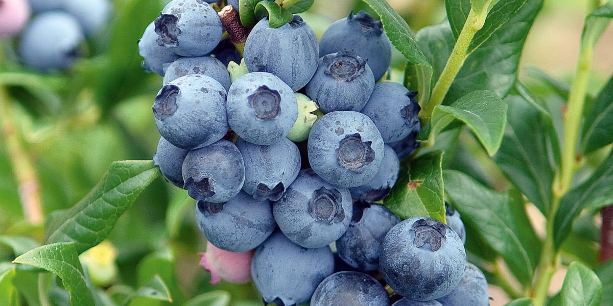 Vacc. corymbosum ‘Duke’