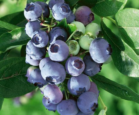 Vacc. corymbosum ‘Patriot’