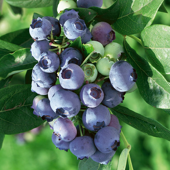 Vacc. corymbosum ‘Patriot’