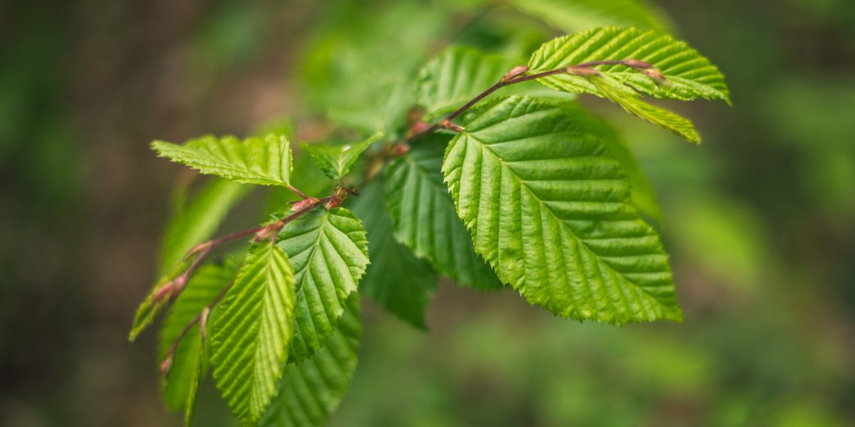 Fagus sylvatica – Rotbuche