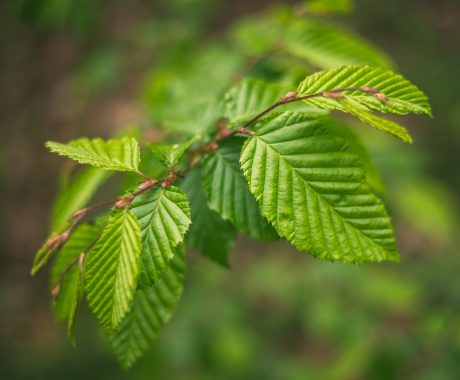 Fagus sylvatica – Rotbuche