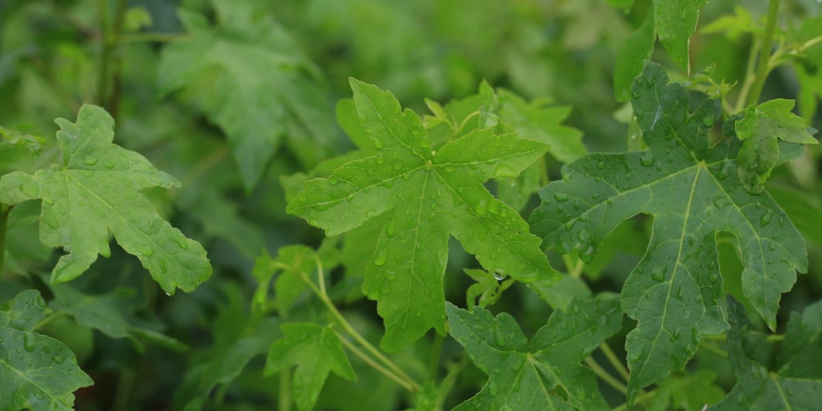Acer campestre ‚Feldahorn‘