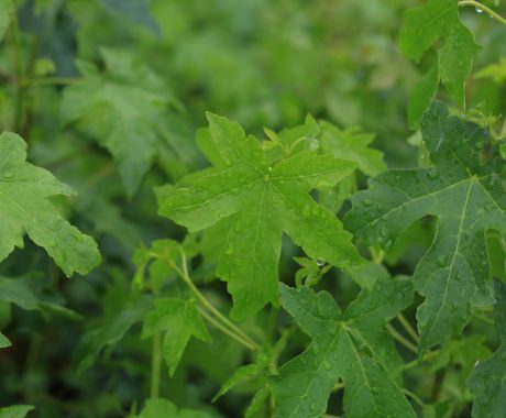 Acer campestre ‚Feldahorn‘