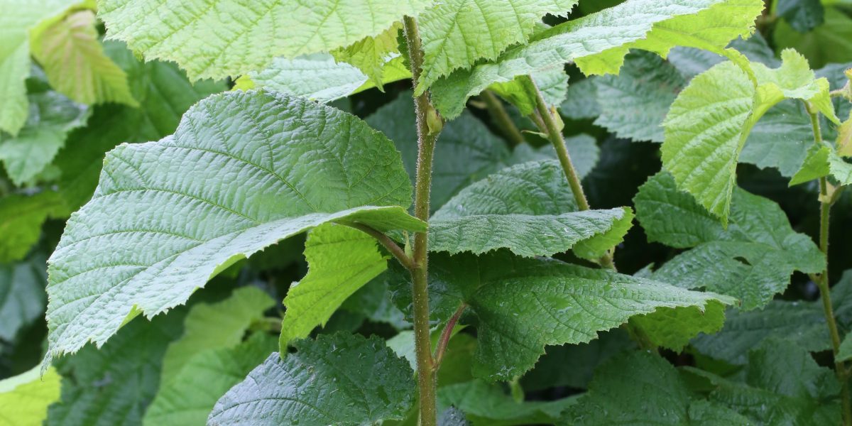 Corylus avellana ‘Haselnuss‘