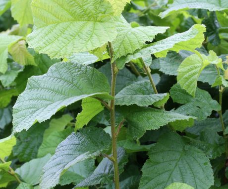 Corylus avellana ‘Haselnuss‘