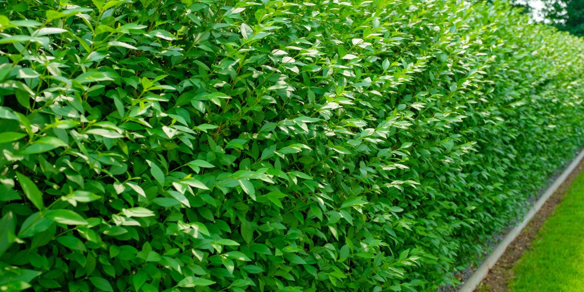 Ligustrum vulgare ‘Atrovirens’