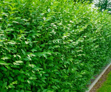 Ligustrum vulgare ‘Atrovirens’