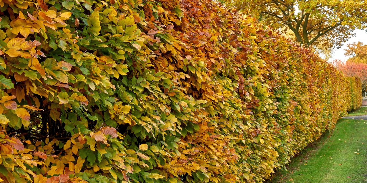 Carpinus betulus Hainbuche