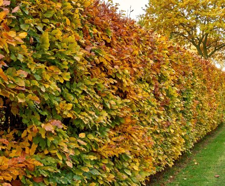 Carpinus betulus Hainbuche