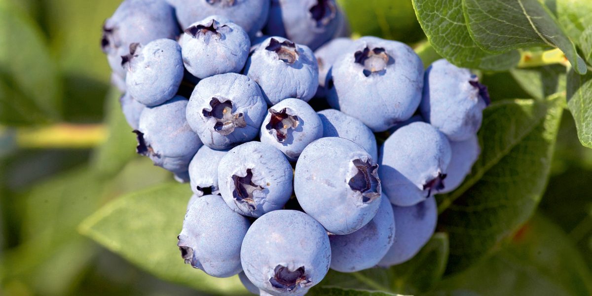 Vacc. corymbosum ‚Ama‘
