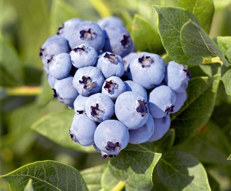 Vacc. corymbosum ‚Ama‘