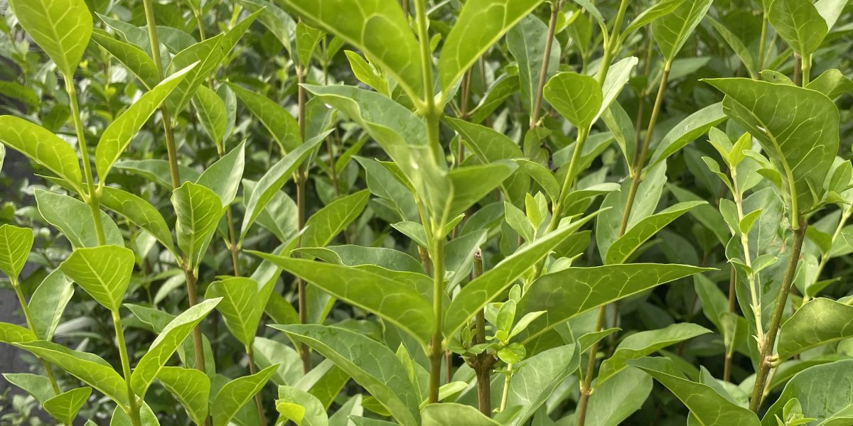 Ligustrum ovalifolium