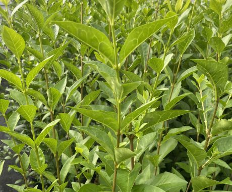 Ligustrum ovalifolium