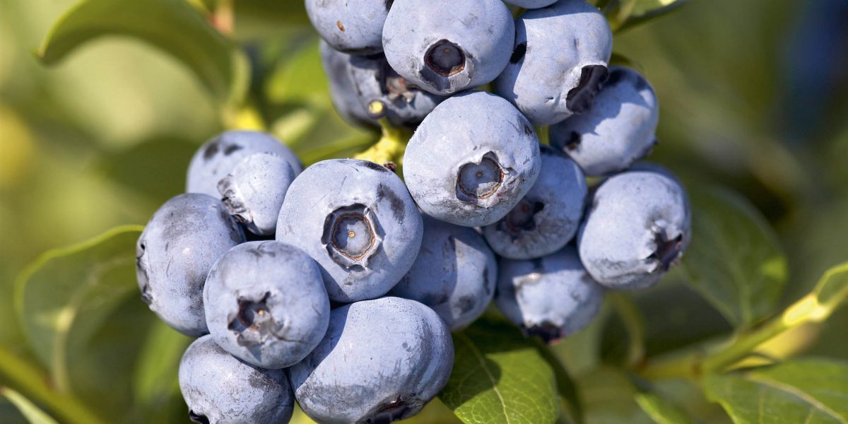 Vacc. corymbosum ‘Blue Crop’