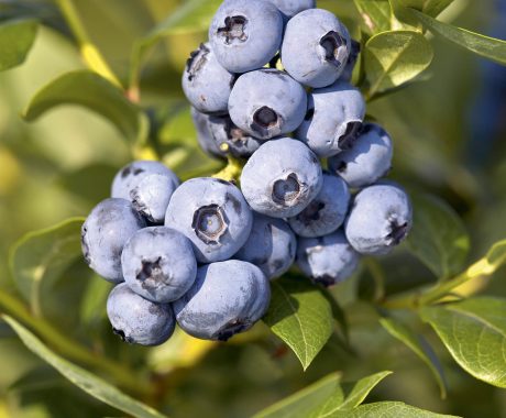 Vacc. corymbosum ‘Blue Crop’