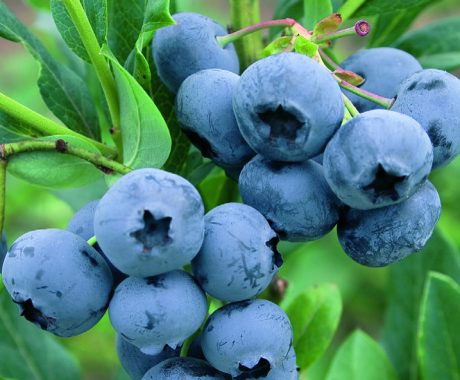 Vacc. corymbosum ‘Chandler’