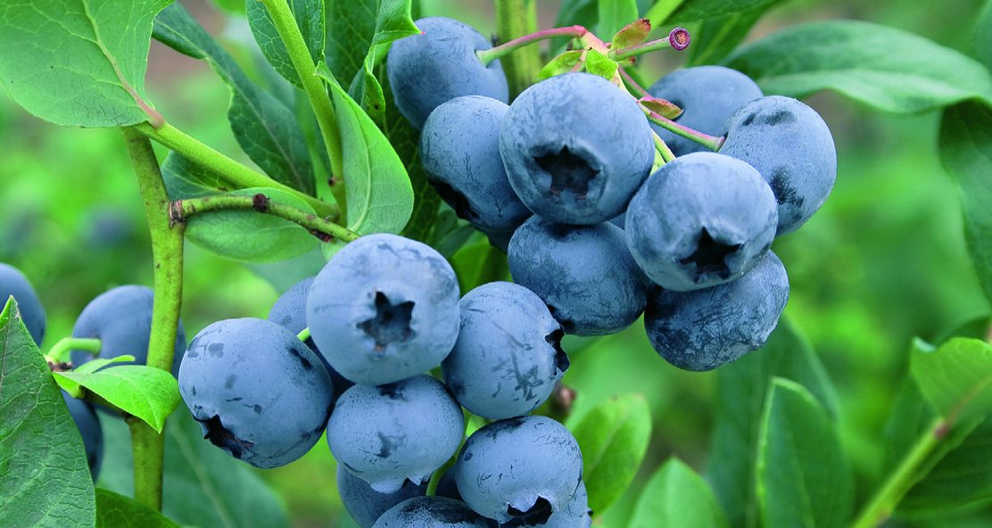 Vacc. corymbosum ‘Chandler’