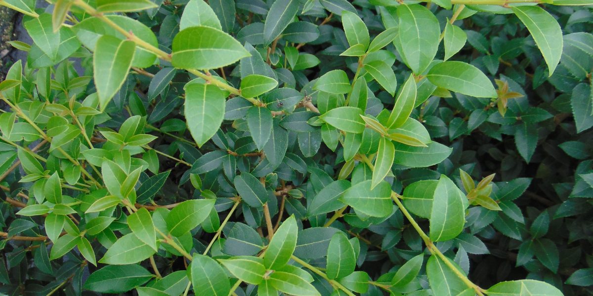 Osmanthus burkwoodii – Burkwoods Duftblüte