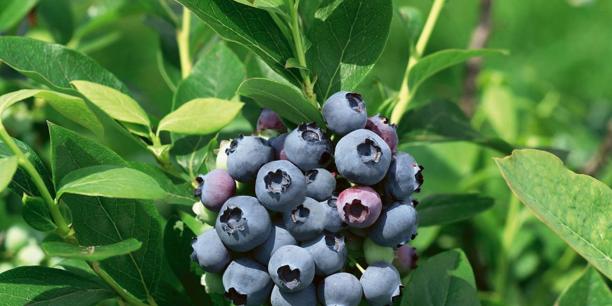 Vacc. corymbosum ‘Brigitta’