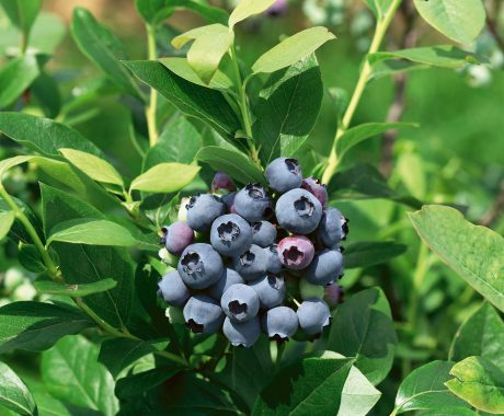 Vacc. corymbosum ‘Brigitta’