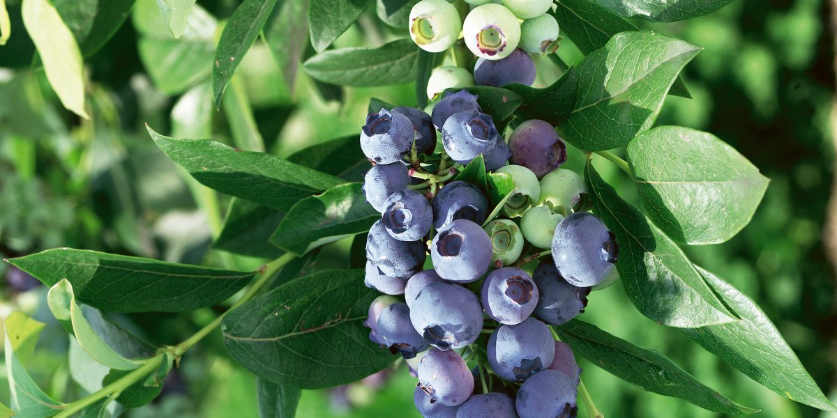 Vacc. corymbosum ‘Liberty’ⓢ