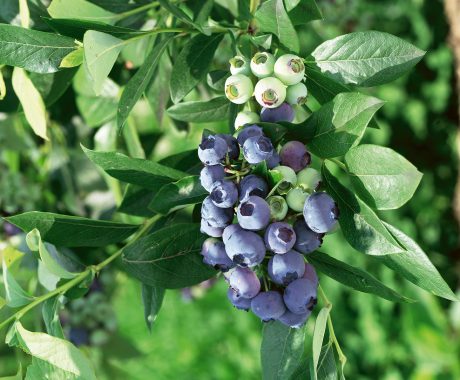 Vacc. corymbosum ‘Liberty’ⓢ