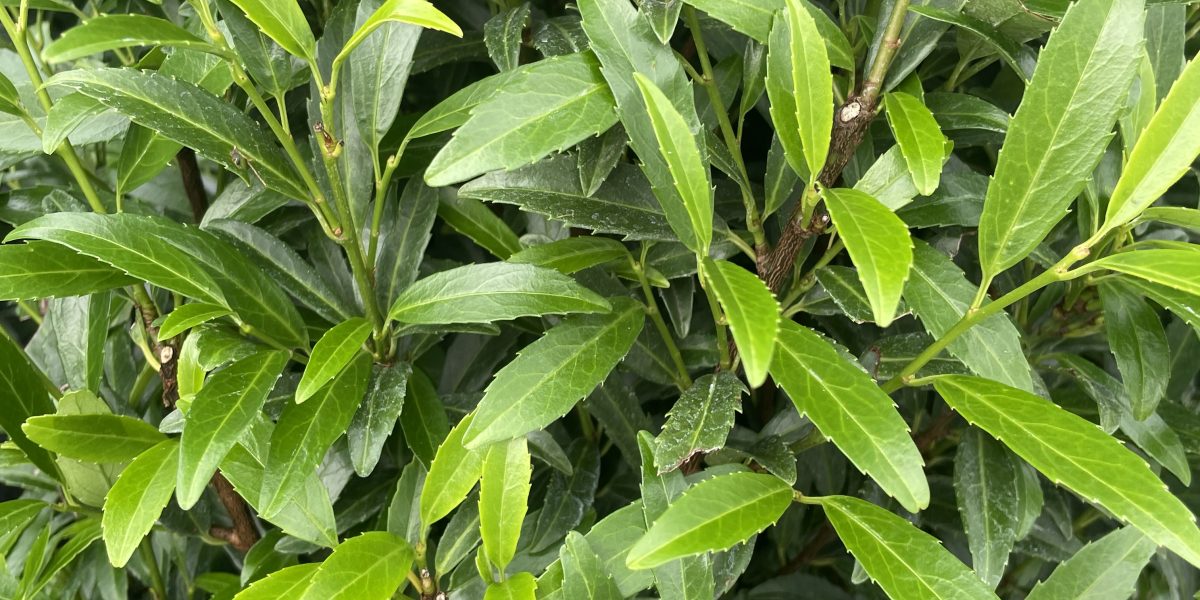 Prunus laurocerasus ‚Sofia‘