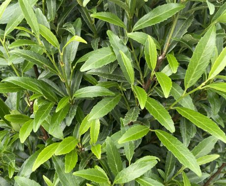 Prunus laurocerasus ‚Sofia‘