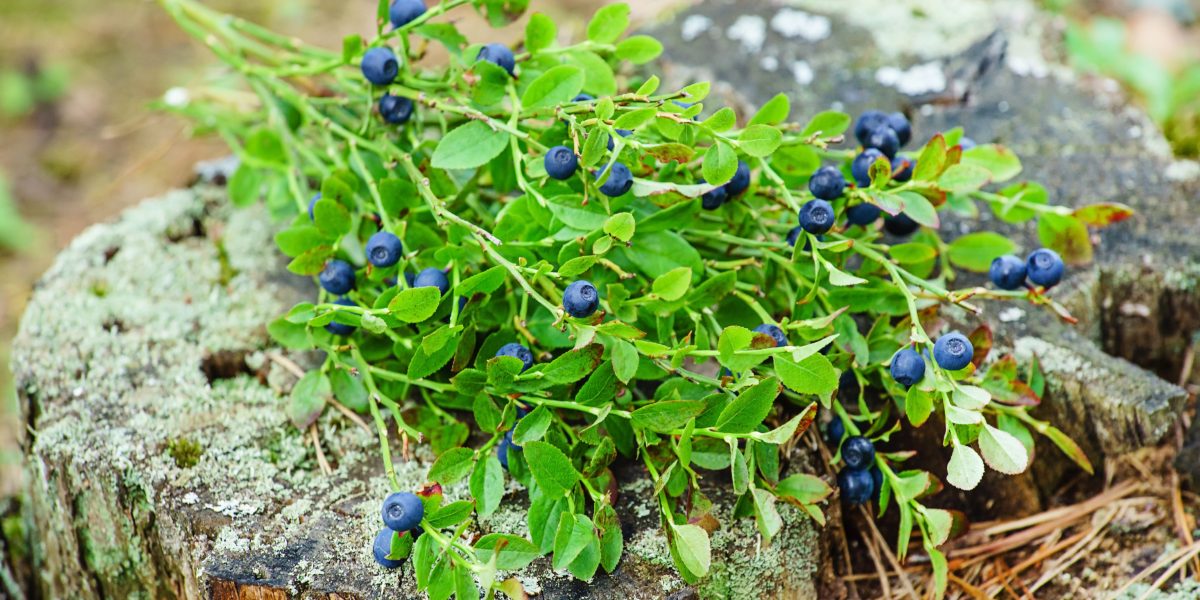 Vaccinium myrtillus