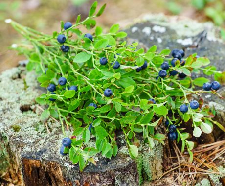 Vaccinium myrtillus