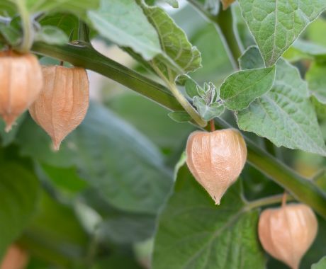 Physalis peruviana ‚Goldvital‘ – Andenbeere