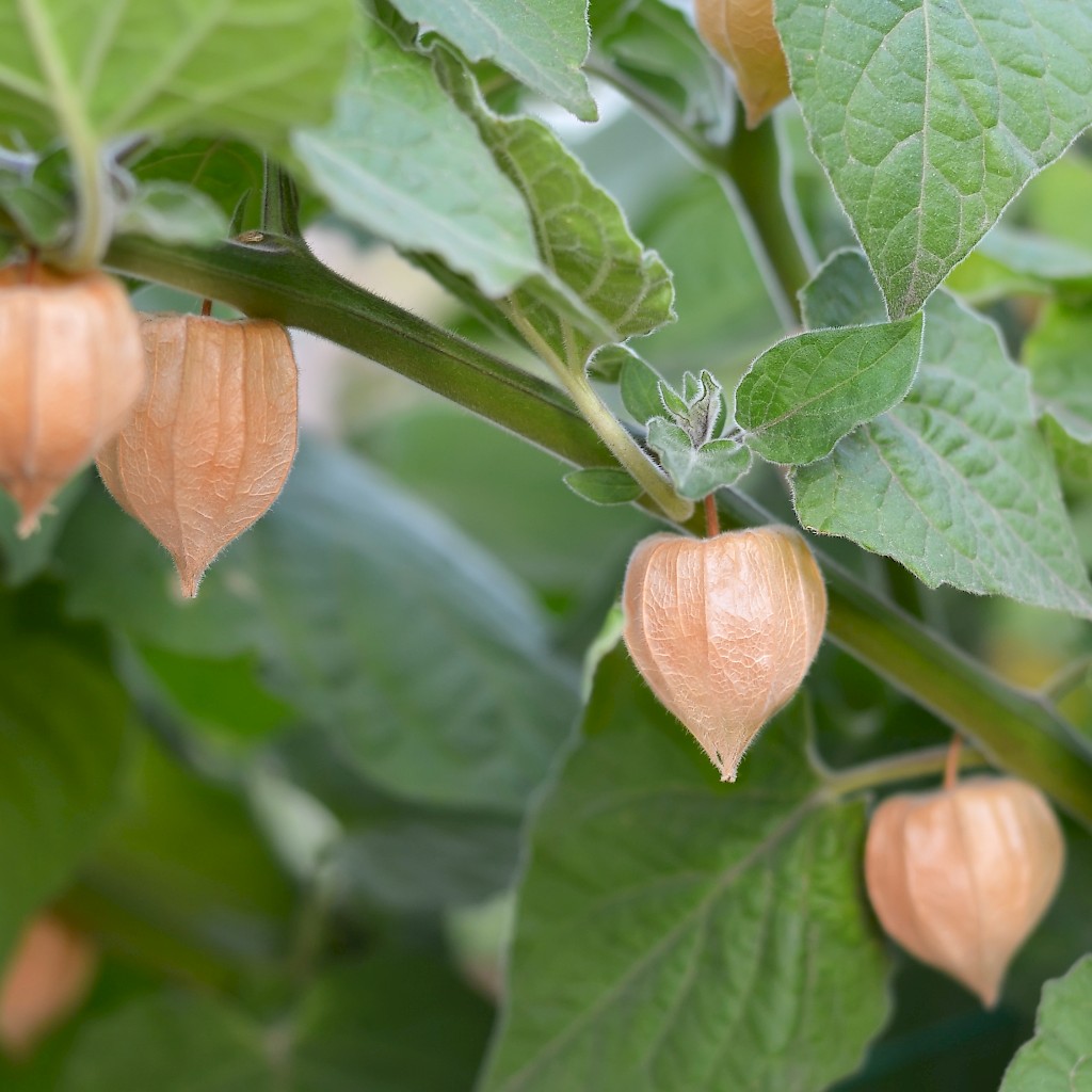 Physalis peruviana 'Goldvital' - Andenbeere