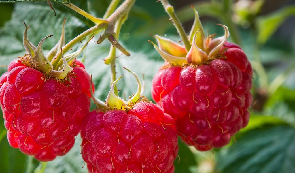 Red autumn Raspberry