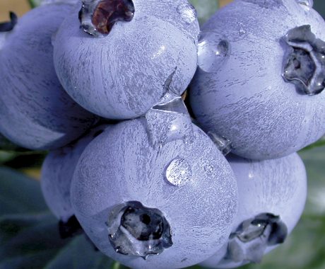 Vacc. corymbosum ‘Elisabeth’