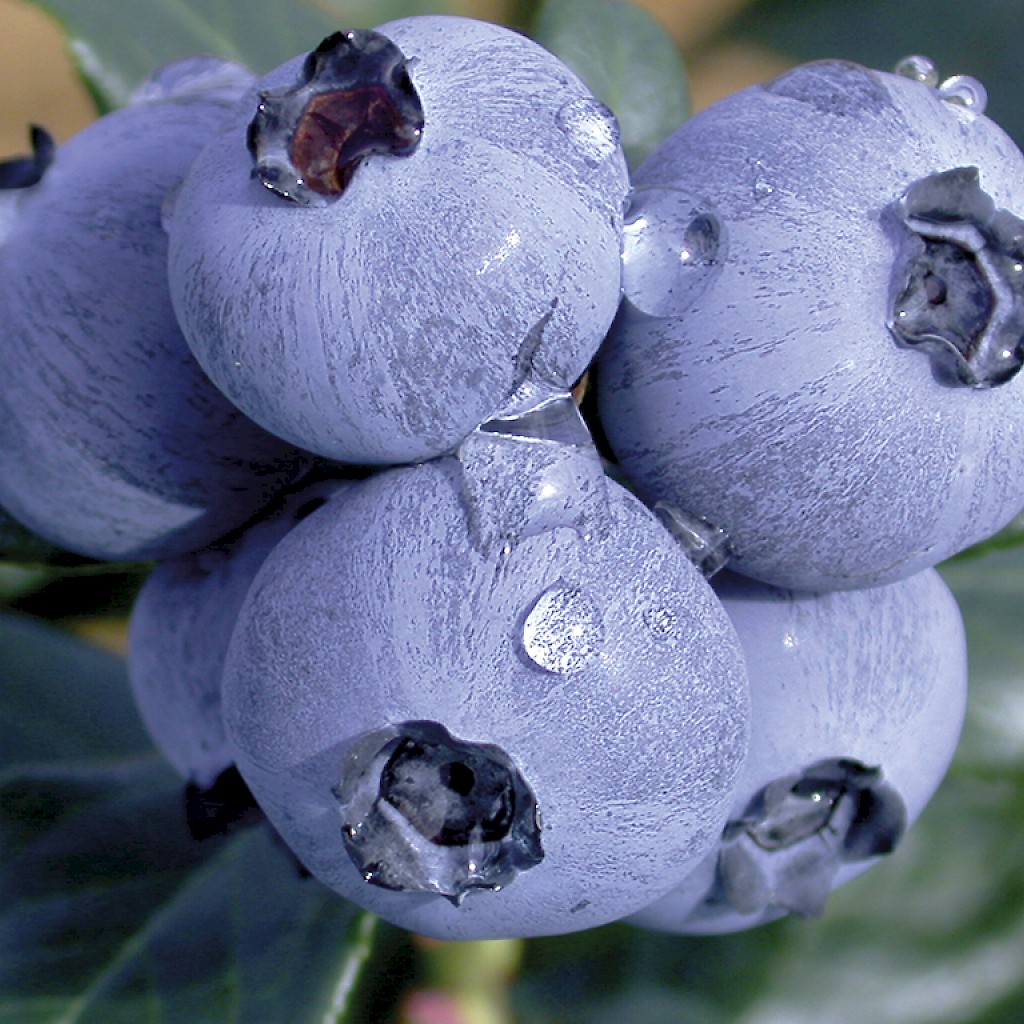 Vacc. corymbosum 'Elisabeth'