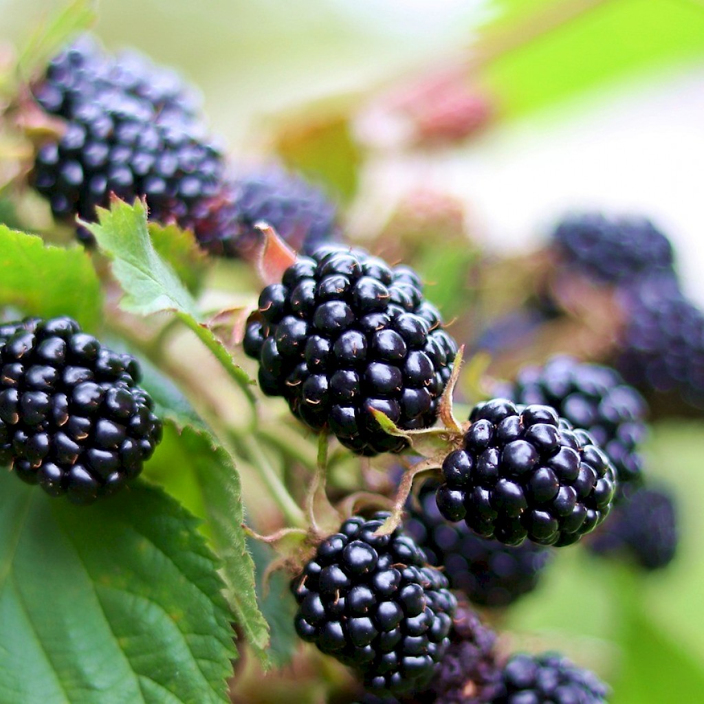 Brombeere