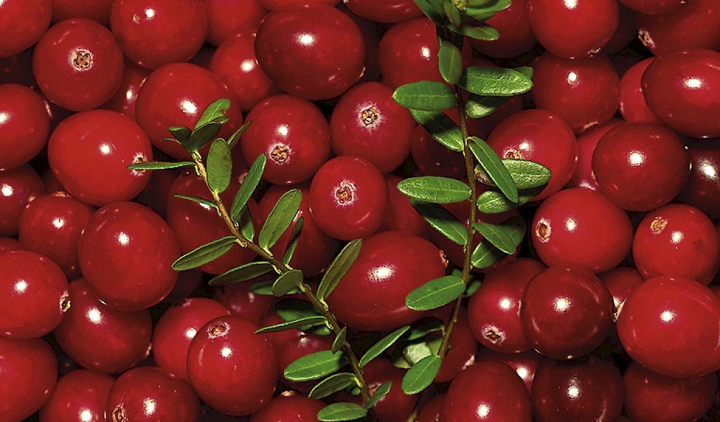 Vacc. macrocarpon Red Star®