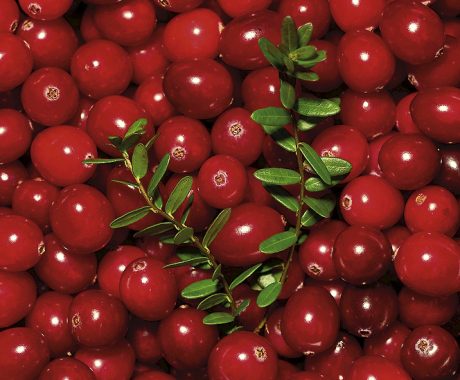 Vacc. macrocarpon Red Star®