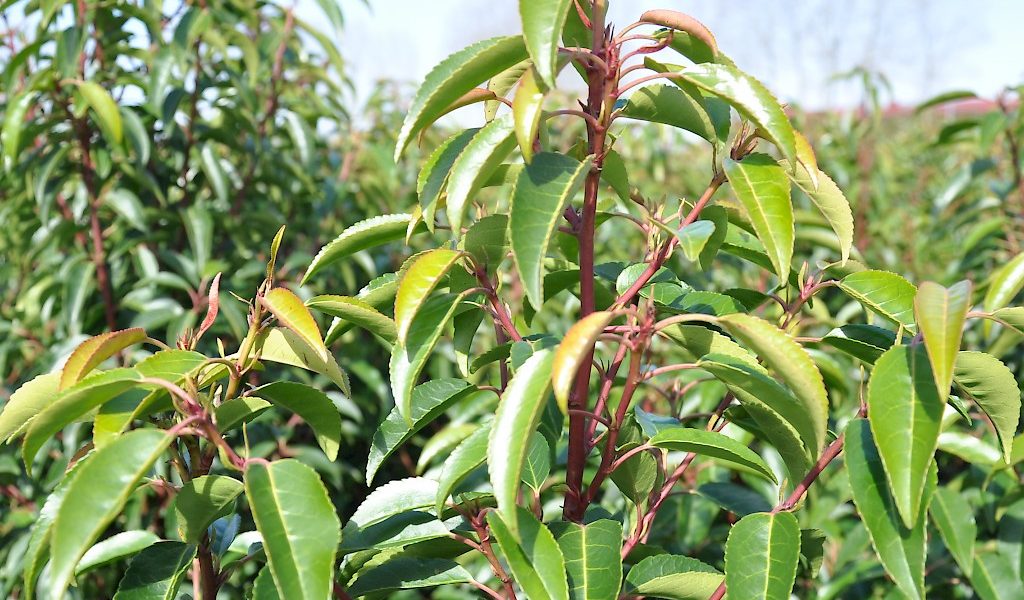 Prunus lusitanica ‚Angustifolia‘