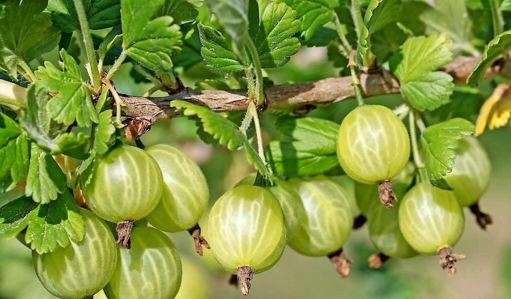 Yellow Gooseberry